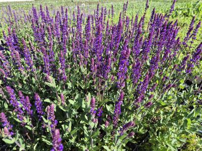 Bild von /bilder/bluehapp/thumb/salnca_Salvia_nemorosa___Caradonna_____P-6123522004_T-b_Y-26_K-22_91955.jpg