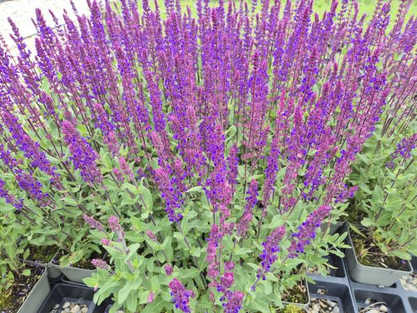 Bild von /bilder/bluehapp/thumb/salnca_Salvia_nemorosa___Caradonna_____P-6123522004_T-b_Y-26_K-23_51770.jpg