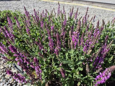 Bild von /bilder/bluehapp/thumb/salncp_Salvia_nemorosa___Caradonna_Pink____R_P-6123522501_T-b_Y-26_K-22_77745.jpg
