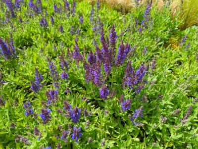 Bild von /bilder/bluehapp/thumb/salnmar_Salvia_nemorosa___Marcus____R__P-6123526001_T-b_Y-22_K-21_62748_aktiv_.jpg