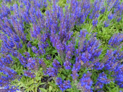 Bild von /bilder/bluehapp/thumb/salnmar_Salvia_nemorosa___Marcus____R__P-6123526001_T-b_Y-22_K-23_51988_aktiv_.jpg