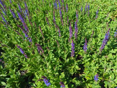 Bild von salnos_Salvia_nemorosa___Ostfriesland___P-6123535001_T-b_Y-23_K-36_40941_aktiv_.jpg