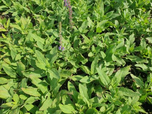 Bild von salnos_Salvia_nemorosa___Ostfriesland___P-6123535001_T-k_Y-21_K-32_50982_aktiv_.jpg