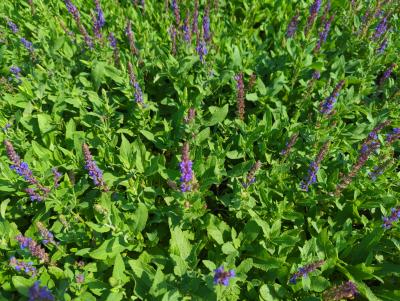 Bild von salnos_Salvia_nemorosa___Ostfriesland___P-6123535001_T-k_Y-22_K-31_41564_aktiv_.jpg