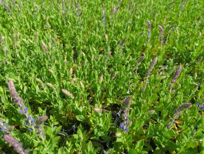 Bild von salnos_Salvia_nemorosa___Ostfriesland___P-6123535001_T-k_Y-23_K-22_32329_aktiv_.jpg