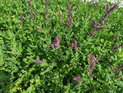 Bild von /bilder/bluehapp/thumb/salnro_Salvia_nemorosa___Rosakönigin___P-6123540001_T-k_Y-23_K-22_98695_aktiv_.jpg