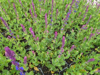 Bild von /bilder/bluehapp/thumb/salnt_Salvia_nemorosa___Tänzerin___P-6123547001_T-b_Y-24_K-21_87610_aktiv_.jpg