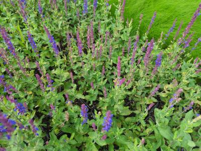 Bild von /bilder/bluehapp/thumb/salnt_Salvia_nemorosa___Tänzerin___P-6123547001_T-b_Y-24_K-30_52294_aktiv_.jpg