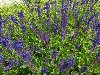 Bild von /bilder/bluehapp/thumb/salnvk_Salvia_nemorosa___Viola_Klose___P-6123550001_T-b_Y-23_K-22_60084_aktiv_.jpg