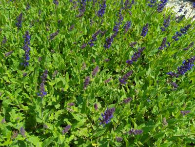 Bild von /bilder/bluehapp/thumb/salnvk_Salvia_nemorosa___Viola_Klose___P-6123550001_T-b_Y-23_K-24_50456_aktiv_.jpg