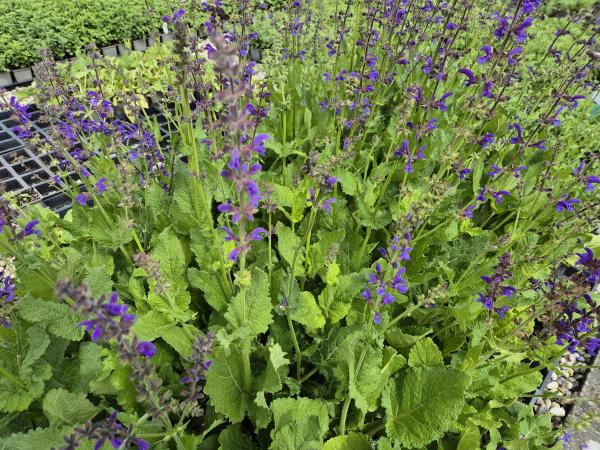 Bild von /bilder/bluehapp/thumb/salp_Salvia_pratensis_UG16_P-6125000001_T-b_Y-26_K-23_93185.jpg