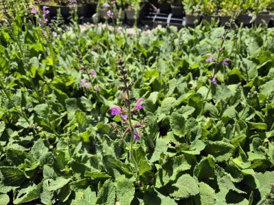 Bild von /bilder/bluehapp/thumb/salprr_Salvia_pratensis___Rose_Rapsody___P-6125048001_T-k_Y-26_K-22_71002.jpg