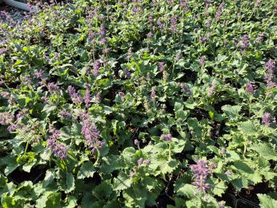 Bild von /bilder/bluehapp/thumb/salvpr_Salvia_verticillata___Purple_Rain___P-6126010001_T-b_Y-25_K-27_66734.jpg