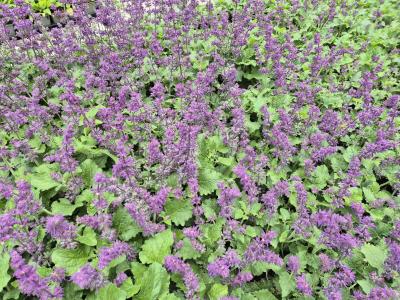 Bild von /bilder/bluehapp/thumb/salvpr_Salvia_verticillata___Purple_Rain___P-6126010001_T-b_Y-25_K-29_74766.jpg