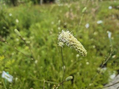 Bild von /bilder/bluehapp/thumb/sanhbb_Sanguisorba_Hybr____Burr_Blanc______P-6161208001_T-b_Y-25_K-30_95608.jpg