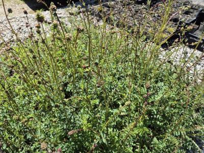 Bild von /bilder/bluehapp/thumb/sanm_Sanguisorba_minor_UG16_P-9041000001_T-k_Y-25_K-19_59456.jpg
