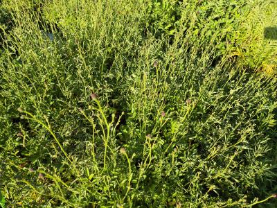 Bild von /bilder/bluehapp/thumb/sanota_Sanguisorba_officinalis___Tanna__P-6161070001_T-k_Y-25_K-27_11525.jpg