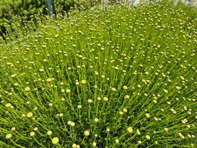 Bild von /bilder/bluehapp/thumb/sanr_Santolina_rosmarinifolia_P-6181500001_T-k_Y-25_K-24_27547.jpg