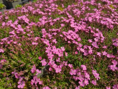 Bild von /bilder/bluehapp/thumb/saphbr_Saponaria_x_cult____Bressingham___P-6201010001_T-b_Y-23_K-21_95560_aktiv_.jpg