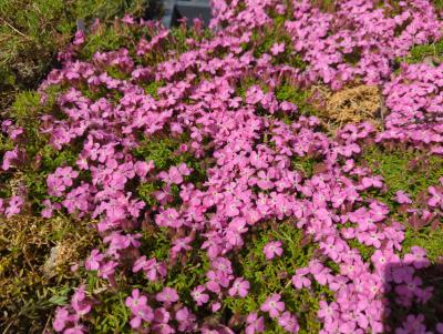 Bild von /bilder/bluehapp/thumb/saphbr_Saponaria_x_cult____Bressingham___P-6201010001_T-b_Y-24_K-21_56234_aktiv_.jpg