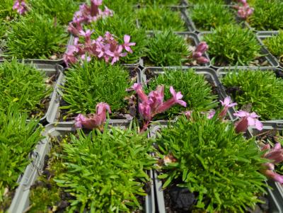 Bild von /bilder/bluehapp/thumb/sapol_Saponaria_x_olivana_P-6203500001_T-b_Y-24_K-23_89668_aktiv_.jpg