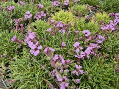 Bild von /bilder/bluehapp/thumb/sapol_Saponaria_x_olivana_P-6203500001_T-b_Y-25_K-21_53320.jpg