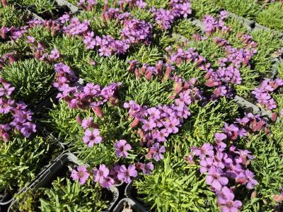 Bild von /bilder/bluehapp/thumb/sapol_Saponaria_x_olivana_P-6203500001_T-b_Y-25_K-22_90575.jpg