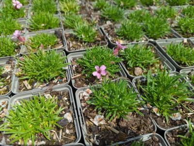 Bild von /bilder/bluehapp/thumb/sapol_Saponaria_x_olivana_P-6203500001_T-k_Y-24_K-20_62072_aktiv_.jpg