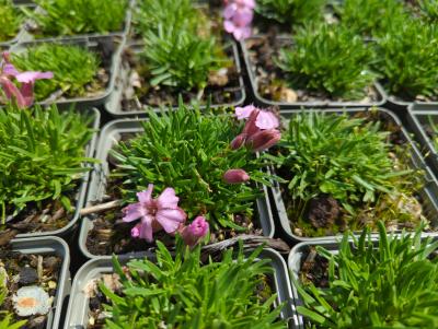 Bild von /bilder/bluehapp/thumb/sapol_Saponaria_x_olivana_P-6203500001_T-k_Y-24_K-21_19867_aktiv_.jpg