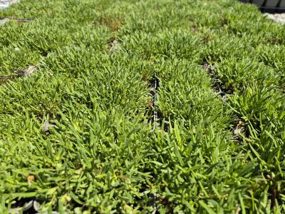 Bild von /bilder/bluehapp/thumb/sapol_Saponaria_x_olivana_P-6203500001_T-k_Y-25_K-19_78437.jpg