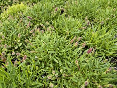 Bild von /bilder/bluehapp/thumb/sapol_Saponaria_x_olivana_P-6203500001_T-k_Y-25_K-20_41398.jpg
