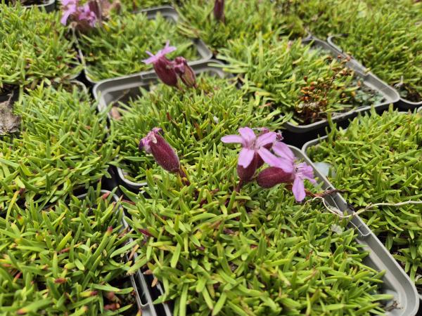 Bild von /bilder/bluehapp/thumb/sapol_Saponaria_x_olivana_P-6203500001_T-k_Y-26_K-25_80246.jpg