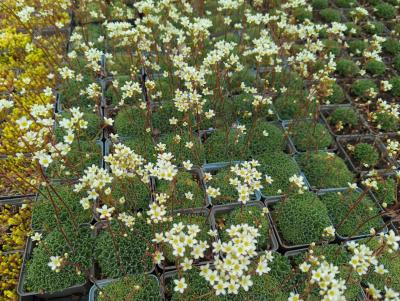 Bild von /bilder/bluehapp/thumb/saxc_Saxifraga_caesia_P-6242600001_T-b_Y-23_K-20_59021_aktiv_.jpg