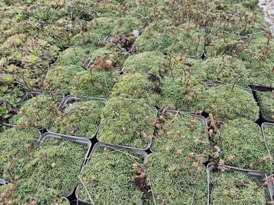 Bild von /bilder/bluehapp/thumb/saxc_Saxifraga_caesia_P-6242600001_T-k_Y-25_K-17_65573.jpg
