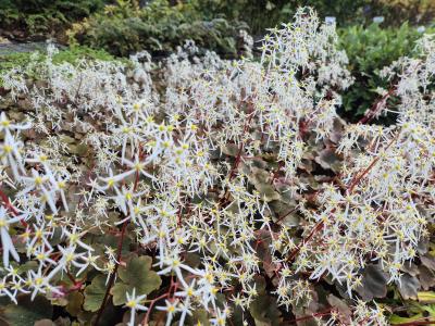 Bild von /bilder/bluehapp/thumb/saxcru_Saxifraga_fortunei___Rubrifolia___P-6243610001_T-b_Y-25_K-41_10363.jpg