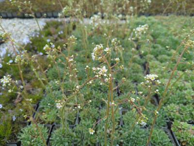 Bild von /bilder/bluehapp/thumb/saxp_Saxifraga_paniculata__aizoon__P-6247400001_T-b_Y-23_K-20_39978_aktiv_.jpg