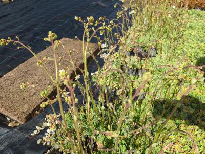 Bild von /bilder/bluehapp/thumb/saxp_Saxifraga_paniculata__aizoon__P-6247400001_T-k_Y-24_K-18_16362_aktiv_.jpg
