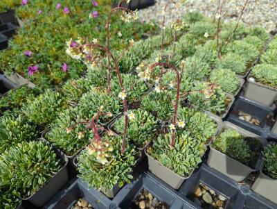 Bild von /bilder/bluehapp/thumb/saxpwh_Saxifraga_paniculata___White_Hills___P-6247438001_T-b_Y-24_K-18_62852_aktiv_.jpg