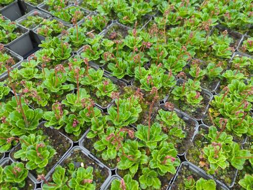 Bild von /bilder/bluehapp/thumb/saxuel_Saxifraga_x_urbium___Eliott___P-6249215001_T-k_Y-22_K-18_63951_aktiv_.jpg