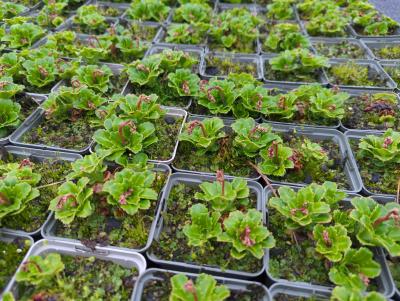 Bild von /bilder/bluehapp/thumb/saxuel_Saxifraga_x_urbium___Eliott___P-6249215001_T-k_Y-23_K-17_67083_aktiv_.jpg