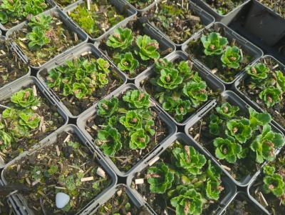 Bild von /bilder/bluehapp/thumb/saxuel_Saxifraga_x_urbium___Eliott___P-6249215001_T-k_Y-24_K-15_86025_aktiv_.jpg