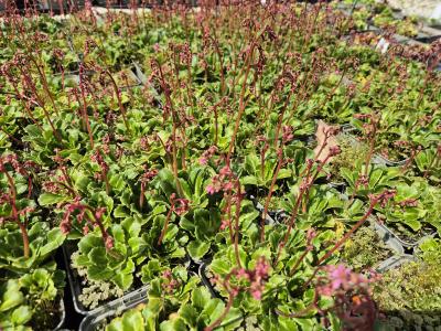 Bild von /bilder/bluehapp/thumb/saxuel_Saxifraga_x_urbium___Eliott___P-6249215001_T-k_Y-26_K-19_16132.jpg