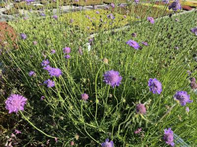 Bild von /bilder/bluehapp/thumb/scac_Scabiosa_columbaria_P-6261400004_T-b_Y-25_K-25_40231.jpg