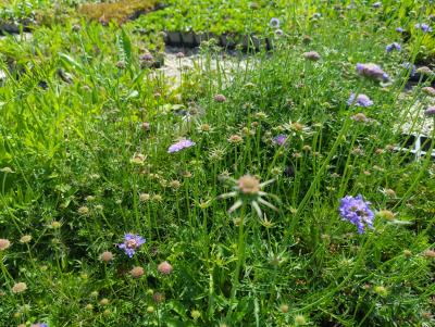 Bild von Scabiosa columbaria