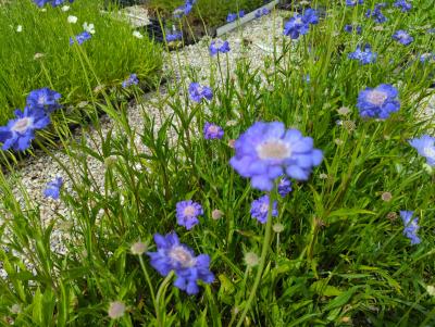 Bild von /bilder/bluehapp/thumb/scaccg_Scabiosa_caucasica___Clive_Greaves___P-6261025001_T-b_Y-24_K-25_99206_aktiv_.jpg