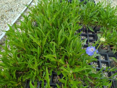 Bild von /bilder/bluehapp/thumb/scaccg_Scabiosa_caucasica___Clive_Greaves___P-6261025001_T-k_Y-24_K-21_22292_aktiv_.jpg