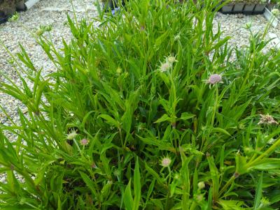 Bild von /bilder/bluehapp/thumb/scaccg_Scabiosa_caucasica___Clive_Greaves___P-6261025001_T-k_Y-24_K-23_31603_aktiv_.jpg