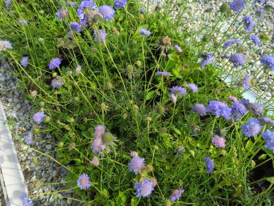 Bild von /bilder/bluehapp/thumb/scacona_Scabiosa_columbaria___Nana____P-6261430001_T-b_Y-22_K-23_60006_aktiv_.jpg