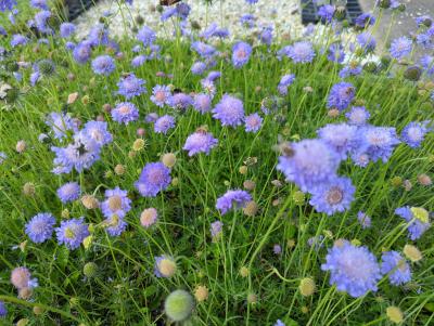 Bild von /bilder/bluehapp/thumb/scacona_Scabiosa_columbaria___Nana____P-6261430001_T-b_Y-22_K-23_61862_aktiv_.jpg