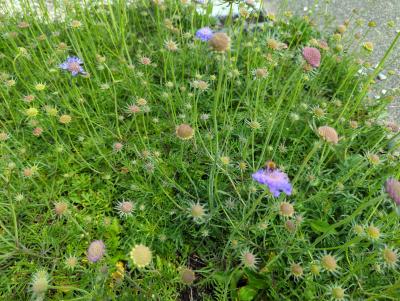 Bild von /bilder/bluehapp/thumb/scacona_Scabiosa_columbaria___Nana____P-6261430001_T-k_Y-22_K-21_43149_aktiv_.jpg